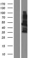 MAGEA8 Protein (Over-Expression Lysate Myc-DDK (Flag))