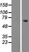 ZNF543 Protein (Over-Expression Lysate Myc-DDK (Flag))