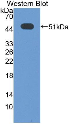 ATF3 Antibody (aa1-181, PE)