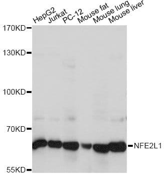 TCF11 / NFE2L1 Antibody