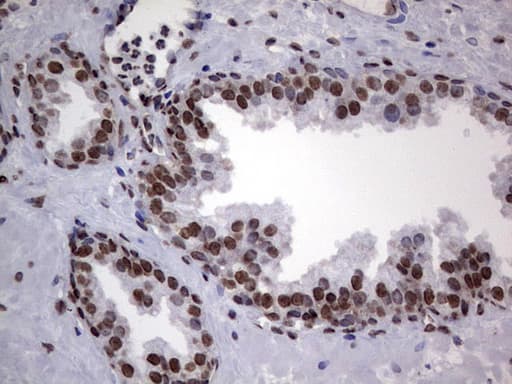 HNRNPL / hnRNP L Antibody (aa270-502, clone OTI2E4)