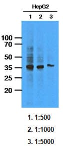 IHC-plus™ DDH / AKR1C1 Antibody (clone AT6D10)