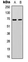 PXN / Paxillin Antibody (Internal)