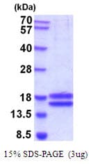 Human IL17A Protein (Recombinant His)