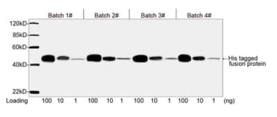 His Tag Antibody (clone 6G2A9)