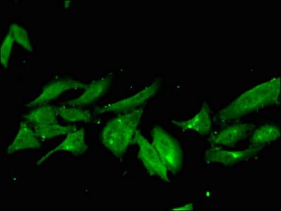 NHEJ1 / XLF Antibody