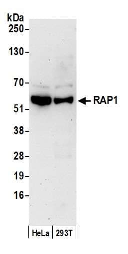 IHC-plus™ TERF2IP / RAP1 Antibody
