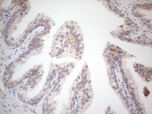 VIP Antibody (clone OTI1G1, Carrier-free)