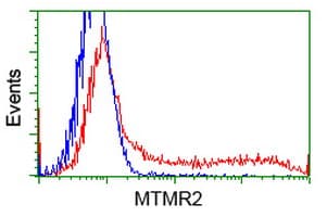 MTMR2 Antibody (clone OTI1H8)