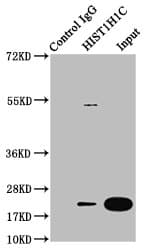 HIST1H1C Antibody