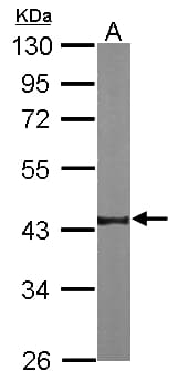 Polyclonal Rabbit anti-Human NKX2-5 Antibody (aa1-218, WB)