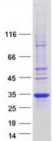 Human FAM156A / TMEM29 Protein (Recombinant Myc-DDK (Flag))