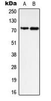 PTPN11 / SHP-2 / NS1 Antibody (C-Terminus)