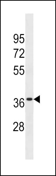OR6K3 Antibody (aa80-106)