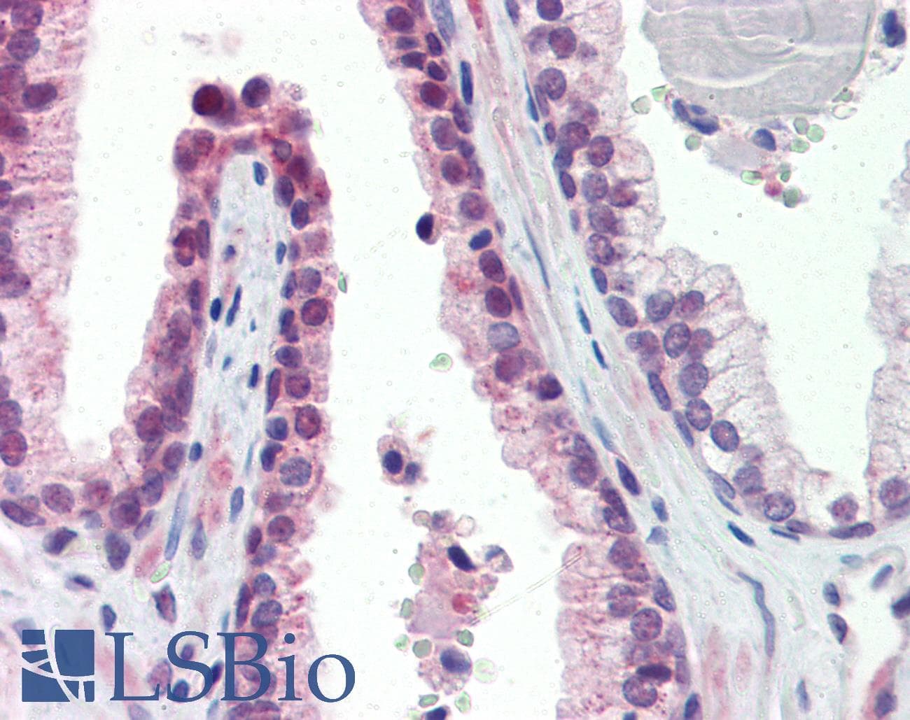 TULP2 Antibody (N-Terminus)