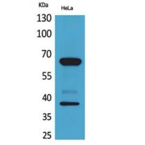 Polyclonal Rabbit anti-Human DNAM-1 / CD226 Antibody (61-110 aa, Internal, WB)