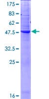 Human NAAA / ASAHL Protein (Recombinant GST)