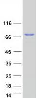 Human PRC1 Protein (Recombinant Myc-DDK (Flag))