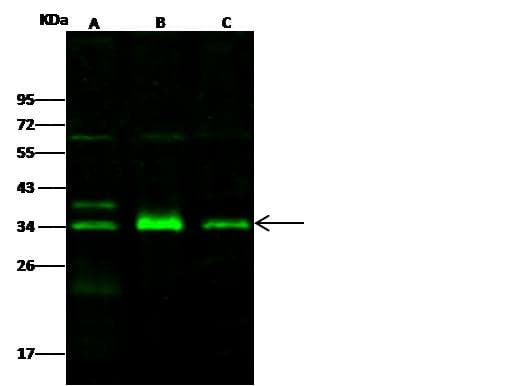 IL1A / IL-1 Alpha Antibody (Preservative Free)