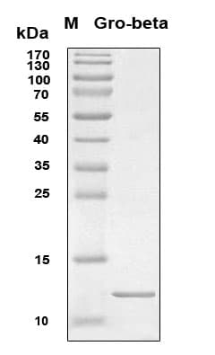 Human MIP2 / GRO2 / CXCL2 Protein (Recombinant 6His, N-terminus)