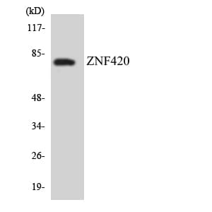 ZNF420 Antibody (aa287-336)