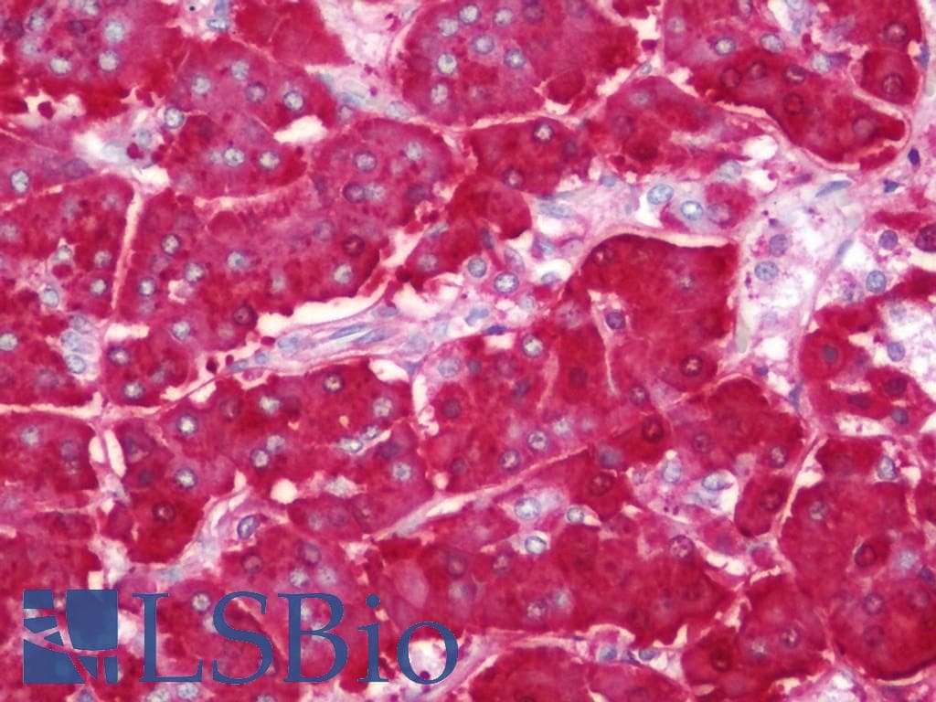 IHC-plus™ AMY2A / Pancreatic Amylase Antibody (aa484-511)