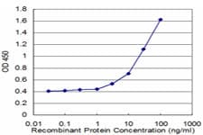 BNIP1 Antibody (clone 1G7)