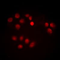 MYC / c-Myc Antibody (C-Terminus)