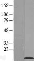 NDUFA2 Protein (Over-Expression Lysate Myc-DDK (Flag))