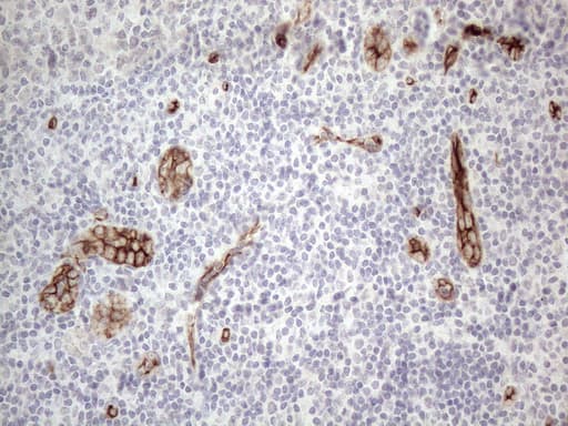 CD34 Antibody (aa312-385, clone OTI12F2)