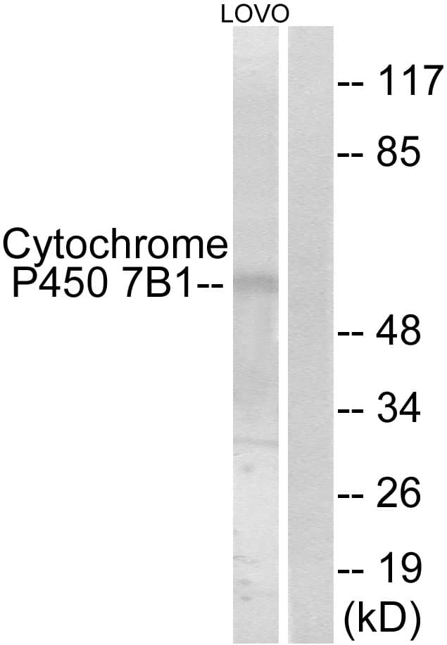 CYP7B1 Antibody (aa101-150)