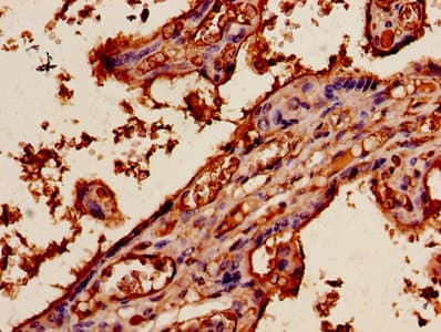 Apelin Antibody