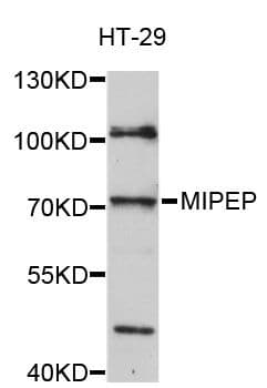 Polyclonal Rabbit anti-Human MIPEP Antibody (WB)