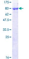 Human PIGS Protein (Recombinant GST)