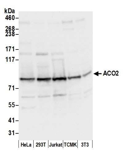 Polyclonal Rabbit anti-Human ACO2 / Aconitase 2 Antibody (aa350-400, WB)