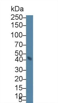 TCN2 Antibody (aa19-427)