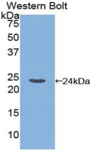 DISC1 Antibody (aa151-340)