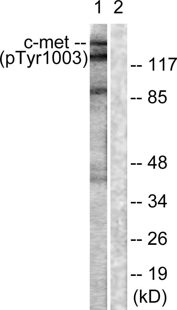Polyclonal Rabbit anti-Human c-Met Antibody (phospho-Tyr1003, IHC, IF, WB)