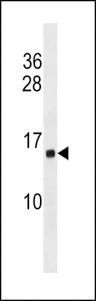 HIST1H2AB Antibody (aa11-38)