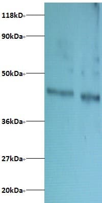 DAD1 Antibody