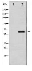 MEK1 + MEK2 Antibody