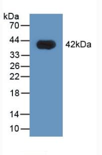 HNRPA1 / HnRNP A1 Antibody (aa2-372)