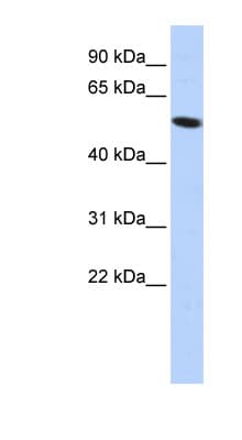 Polyclonal Rabbit anti-Human ZNF572 Antibody (C-Terminus, WB)