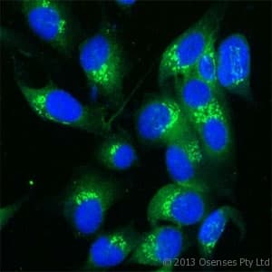 Polyclonal Rabbit anti-Mouse TGN46 / TGN38 Antibody (aa310-360, IF, WB)