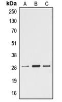 EFNA4 / Ephrin A4 Antibody (C-Terminus)
