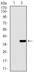 PAX3 Antibody (aa142-203, clone 7D8G7)