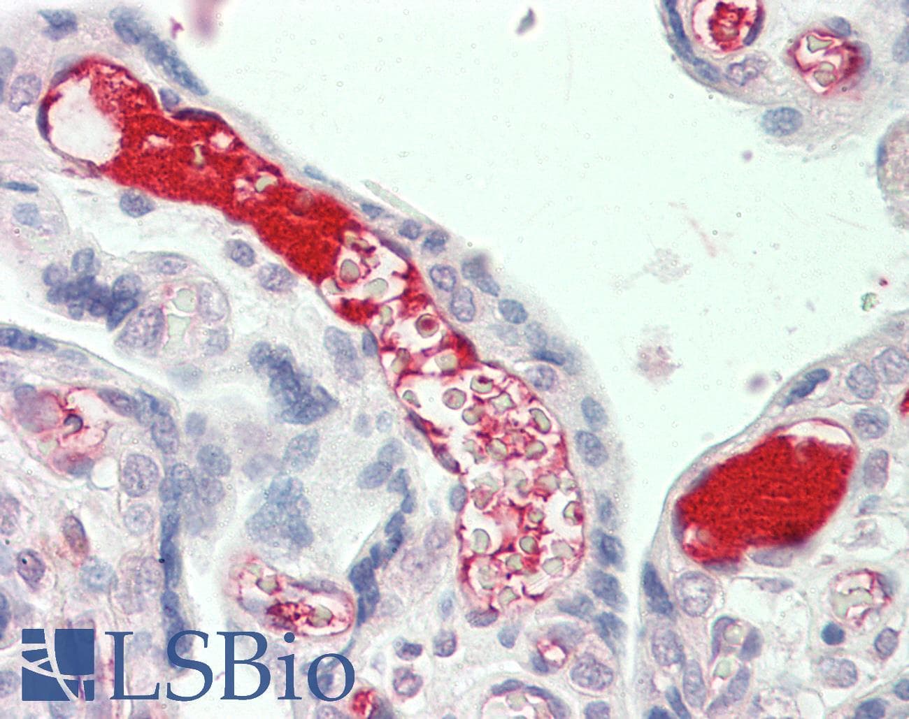 IHC-plus™ Complement C3 Antibody (aa1580-1592)