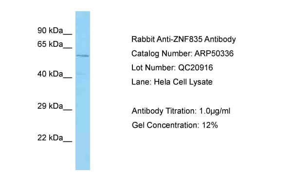ZNF835 Antibody (aa320-369)