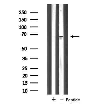 NOLC1 Antibody