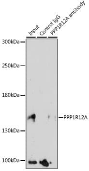 PPP1R12A / MYPT1 Antibody